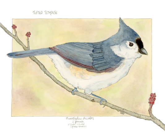 Tufted Titmouse