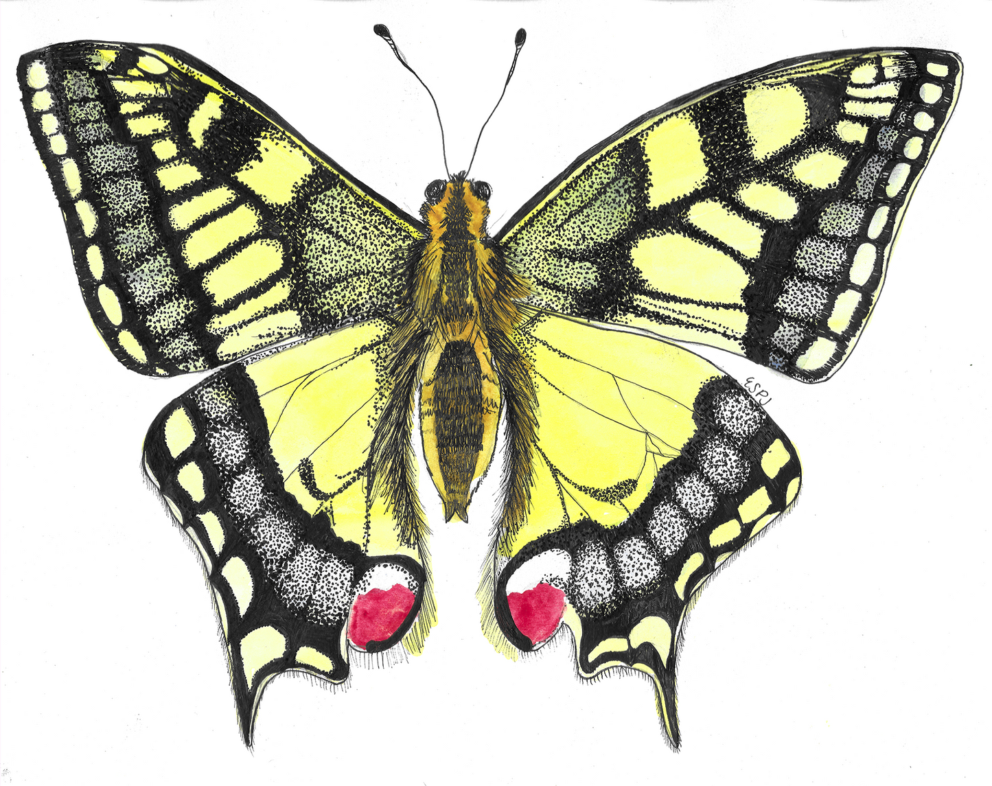 Swallowtail Butterfly Card Series