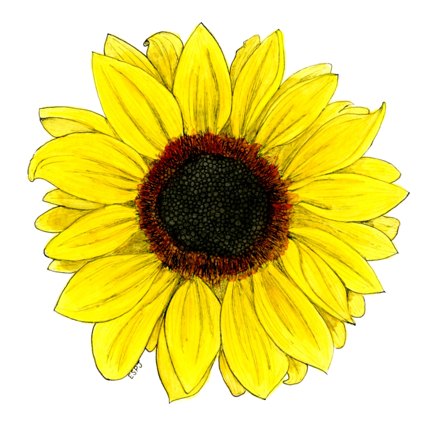 Sunflower Card Series